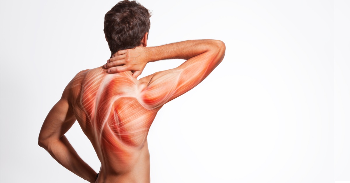 أهم وظائف العضلات وأبرز أنواعها في الجسم وكيفية المحافظة عليها