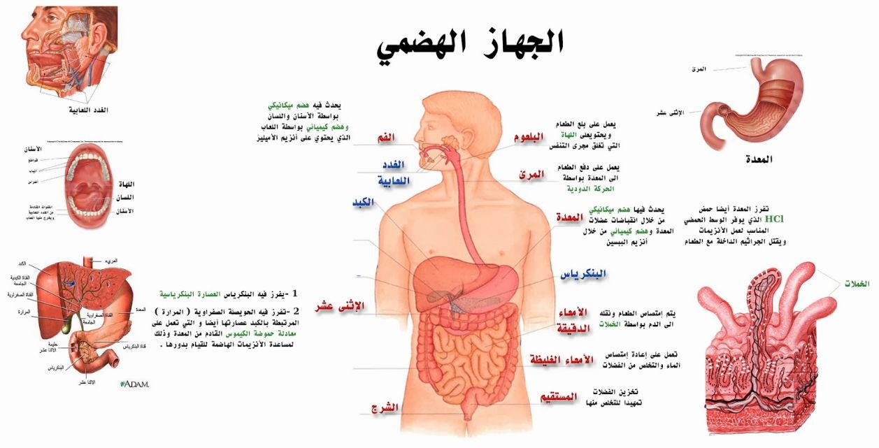 مكونات الجهاز الهضمي ووظائفه